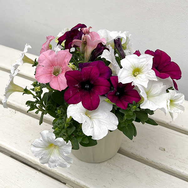 ペチュニア:3色植え(ホワイト&パープル&ピンク)4号ポット