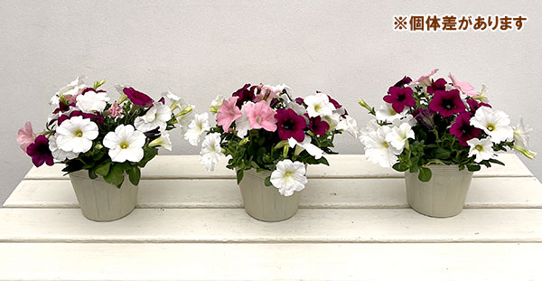 ペチュニア:3色植え(ホワイト&パープル&ピンク)4号ポット