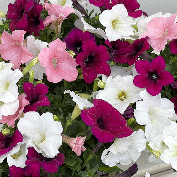 ペチュニア:3色植え(ホワイト&パープル&ピンク)4号ポット