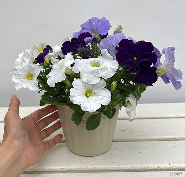ペチュニア:3色植え(ホワイト&ライトブルー&ディープブルー)4号ポット