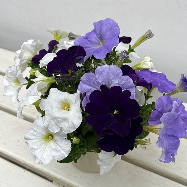 ペチュニア:3色植え(ホワイト&ライトブルー&ディープブルー)4号ポット