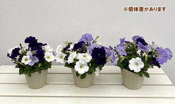 ペチュニア:3色植え(ホワイト&ライトブルー&ディープブルー)4号ポット