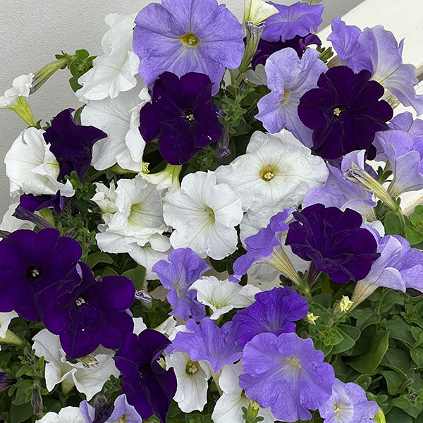 ペチュニア:3色植え(ホワイト&ライトブルー&ディープブルー)4号ポット