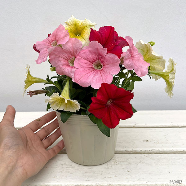 ペチュニア:3色植え(イエロー&レッド&ピンク)4号ポット