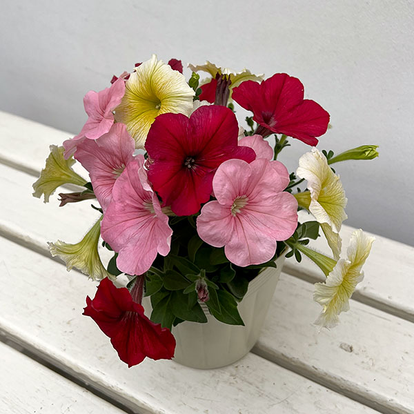 ペチュニア:3色植え(イエロー&レッド&ピンク)4号ポット