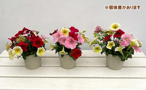 ペチュニア:3色植え(イエロー&レッド&ピンク)4号ポット