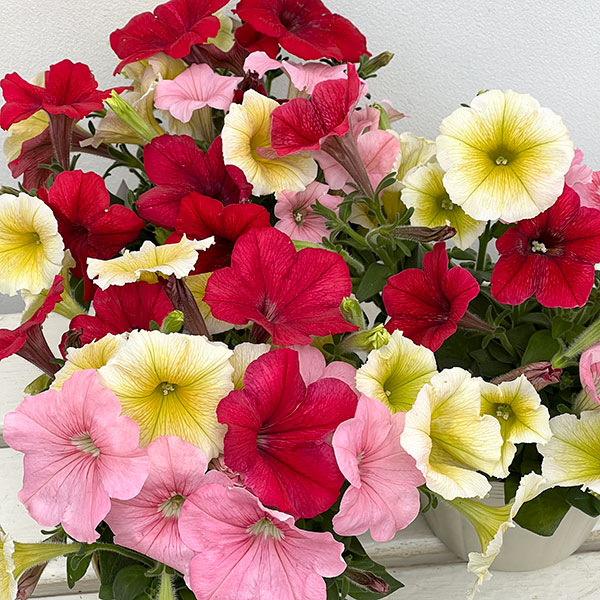 ペチュニア:3色植え(イエロー&レッド&ピンク)4号ポット