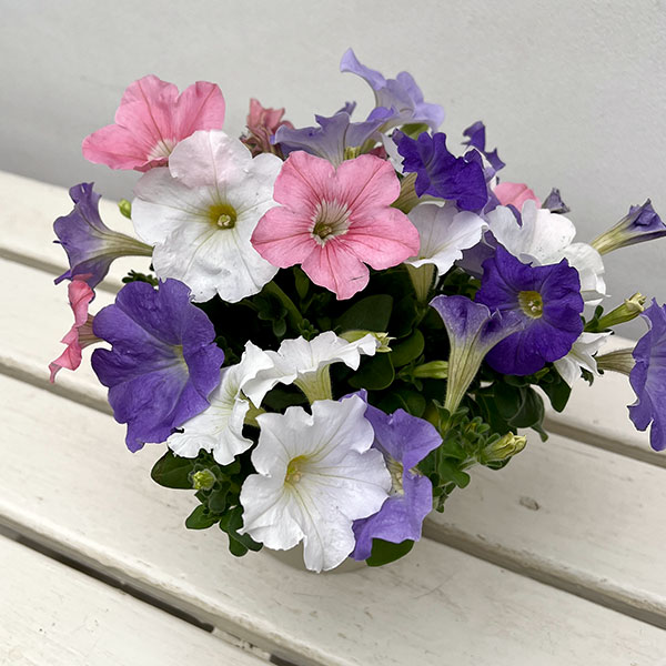 ペチュニア:3色植え(ホワイト&ライトブルー&ピンク)4号ポット