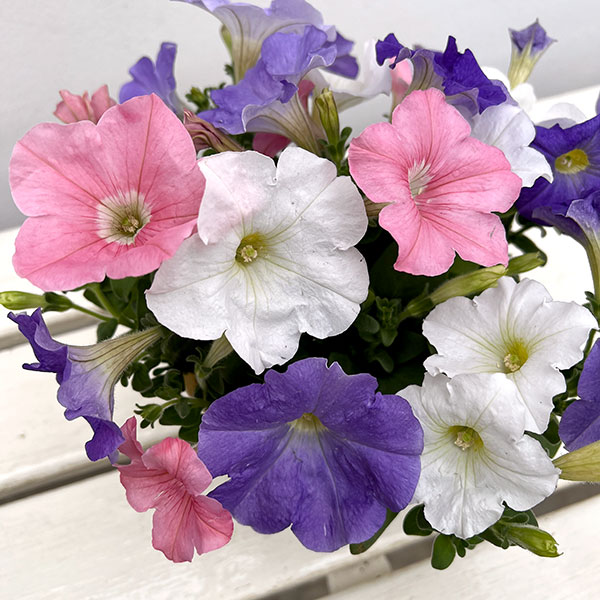 ペチュニア:3色植え(ホワイト&ライトブルー&ピンク)4号ポット