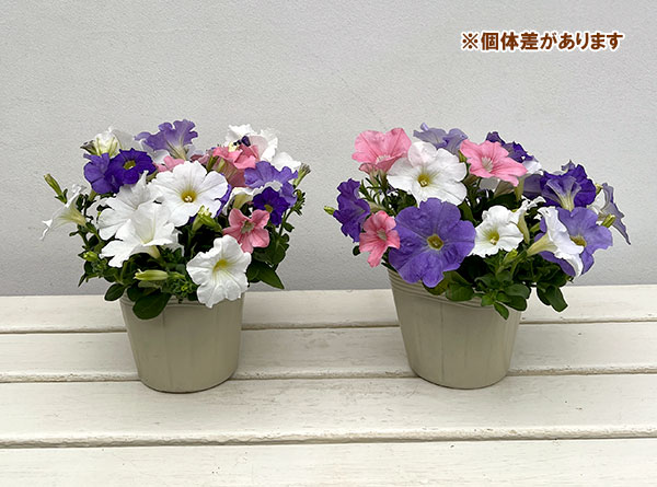 ペチュニア:3色植え(ホワイト&ライトブルー&ピンク)4号ポット