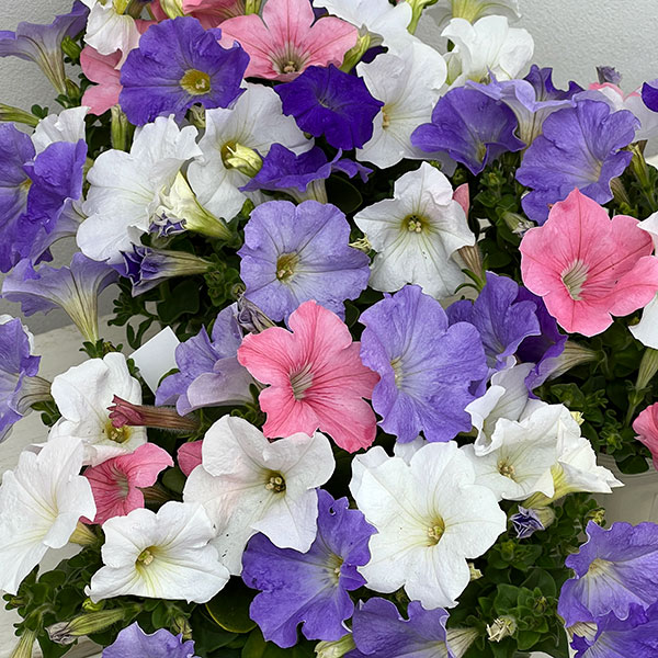 ペチュニア:3色植え(ホワイト&ライトブルー&ピンク)4号ポット