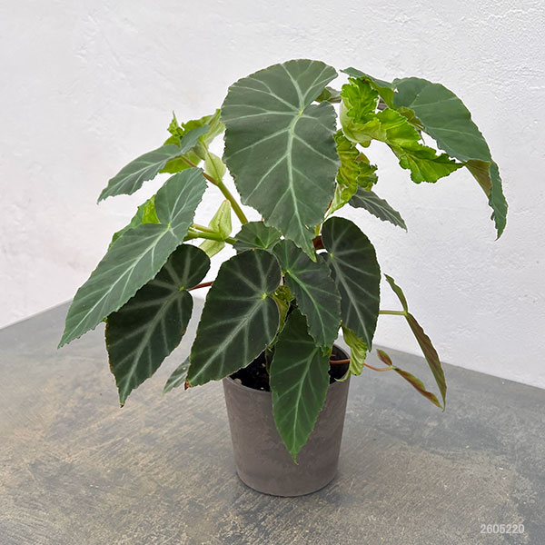 ベゴニア:グリーフェザー 4号鉢植え