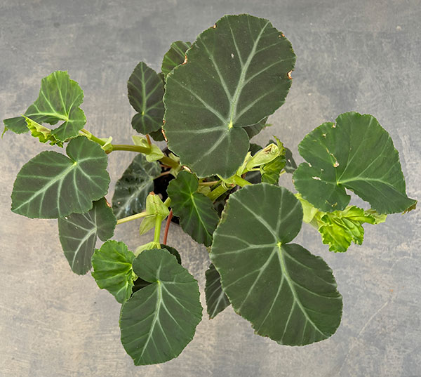 ベゴニア:グリーフェザー 4号鉢植え