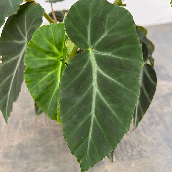 ベゴニア:グリーフェザー 4号鉢植え