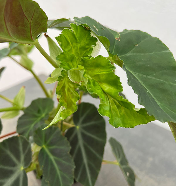 ベゴニア:グリーフェザー 4号鉢植え