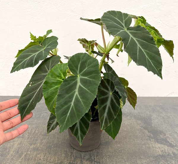 ベゴニア:グリーフェザー 4号鉢植え