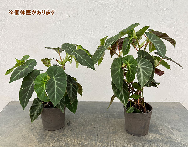 ベゴニア:グリーフェザー 4号鉢植え