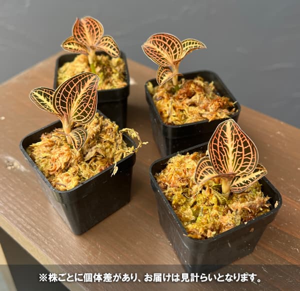 アネクトキルス：アルボリネアータ　バリエガータ　2号ポット