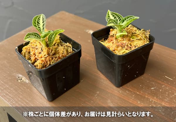 アネクトキルス：シアメンシス　2号ポット