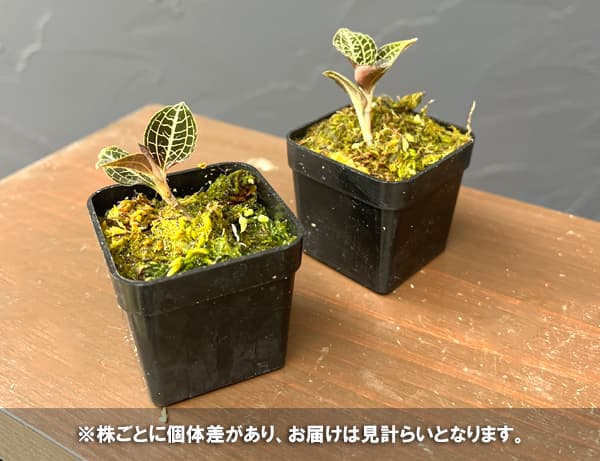 アネクトキルス：コンシュネンシス×シアメンシス　2号ポット