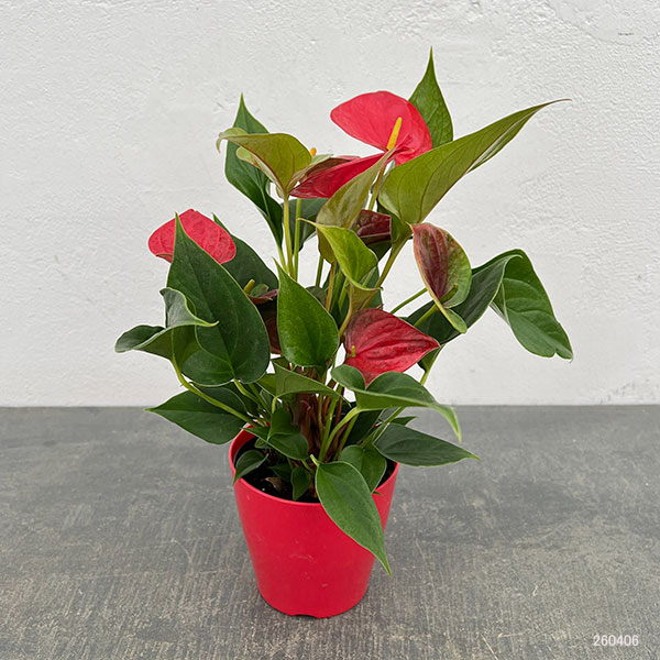 アンスリウム：朱里（しゅり）　3.5号鉢入り