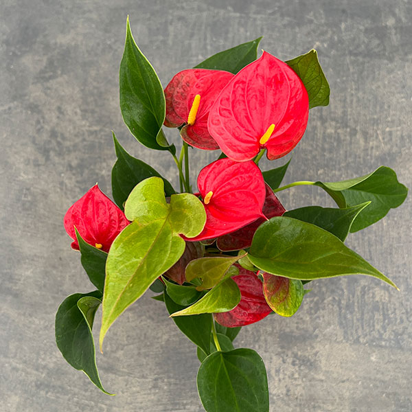 アンスリウム：朱里（しゅり）　3.5号鉢入り