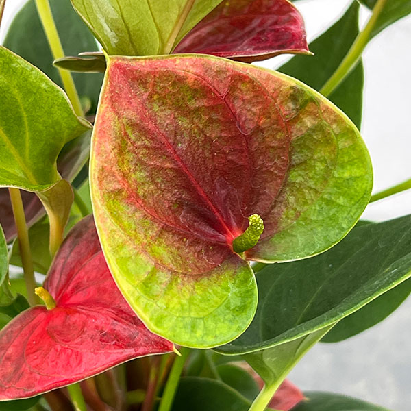 アンスリウム：朱里（しゅり）　3.5号鉢入り