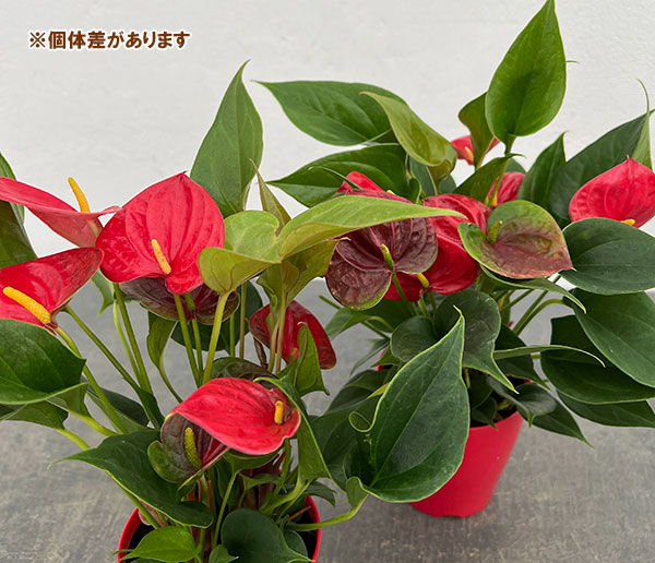 アンスリウム：朱里（しゅり）　3.5号鉢入り
