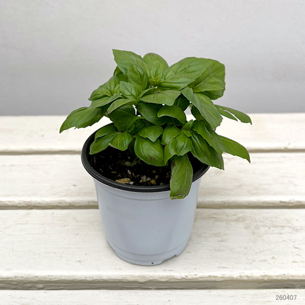 イタリアンハーブ：スイートバジル　パラディ3.5号ポット