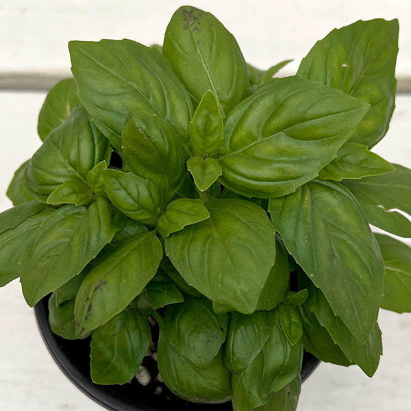 イタリアンハーブ：スイートバジル　パラディ3.5号ポット