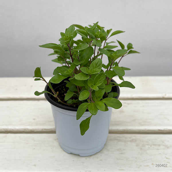 イタリアンハーブ：スイートマジョラム3.5号ポット