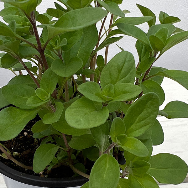 イタリアンハーブ：スイートマジョラム3.5号ポット