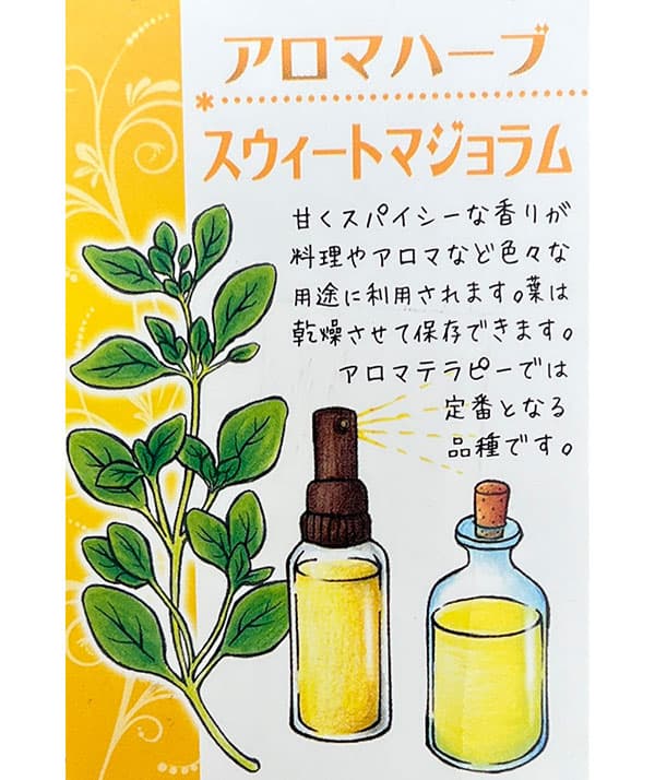 イタリアンハーブ：スイートマジョラム3.5号ポット