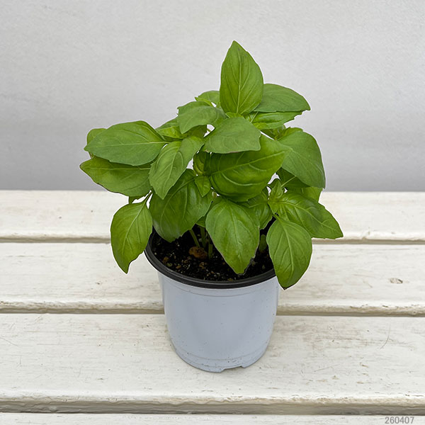 イタリアンハーブ：バジル　ベルガモ3.5号ポット