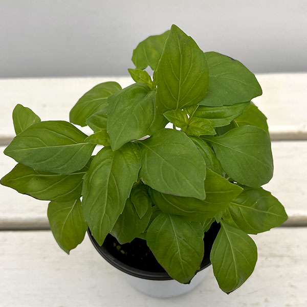 イタリアンハーブ：バジル　ベルガモ3.5号ポット