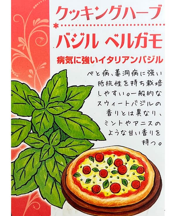 イタリアンハーブ：バジル　ベルガモ3.5号ポット