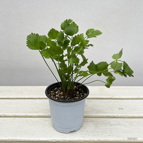 イタリアンハーブ：アニス3.5号ポット