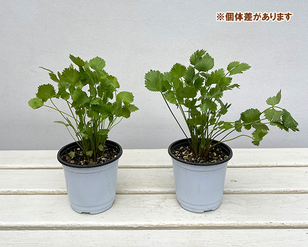 イタリアンハーブ：アニス3.5号ポット