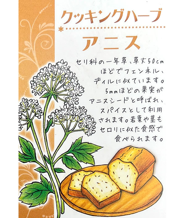 イタリアンハーブ：アニス3.5号ポット