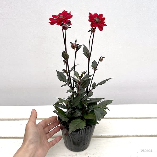 プチダリア（銅葉系）：ピュアリップ3-3.5号ポット