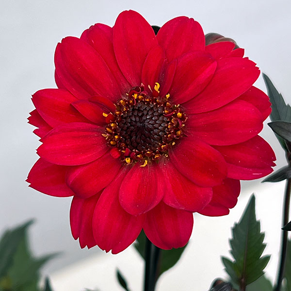 プチダリア（銅葉系）：ピュアリップ3-3.5号ポット