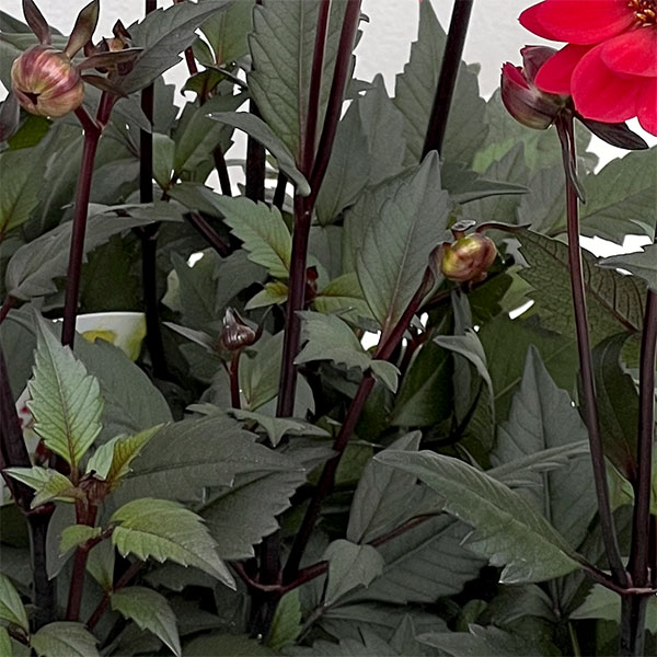 プチダリア（銅葉系）：ピュアリップ3-3.5号ポット