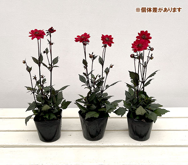 プチダリア（銅葉系）：ピュアリップ3-3.5号ポット