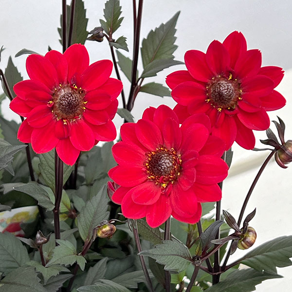 プチダリア（銅葉系）：ピュアリップ3-3.5号ポット