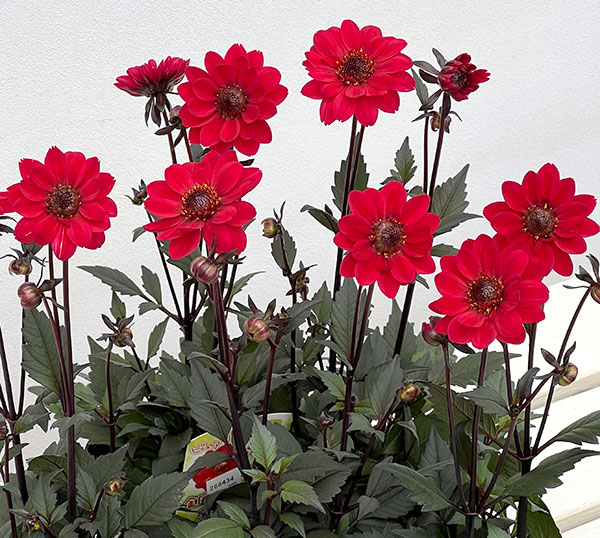 プチダリア（銅葉系）：ピュアリップ3-3.5号ポット