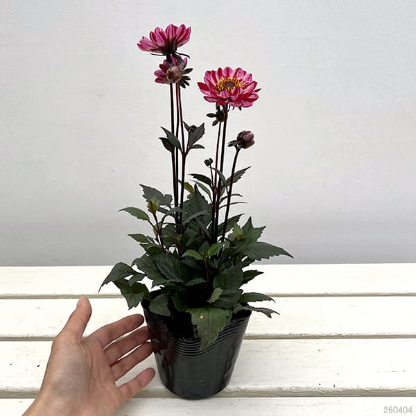 プチダリア（銅葉系）：フレディーストロベリー3-3.5号ポット