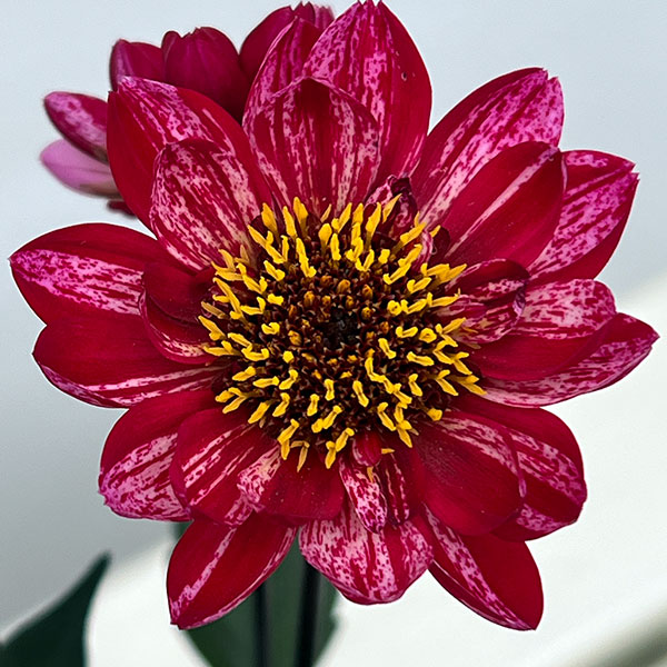 プチダリア（銅葉系）：フレディーストロベリー3-3.5号ポット