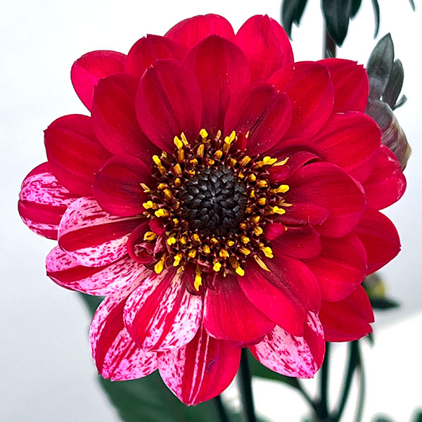 プチダリア（銅葉系）：フレディーストロベリー3-3.5号ポット