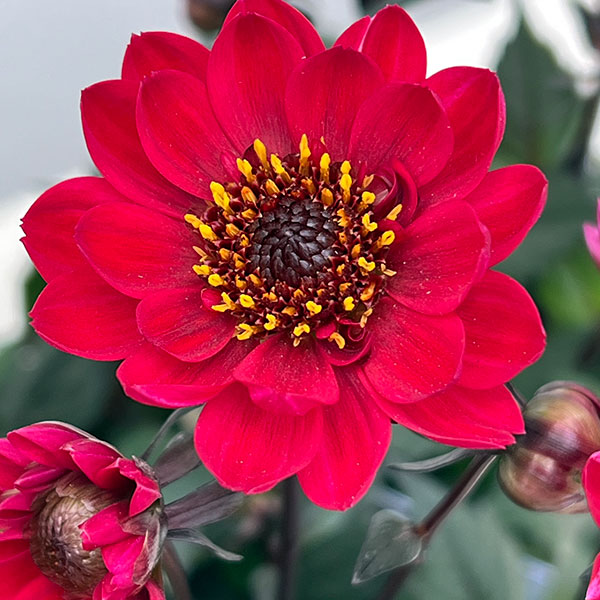 プチダリア（銅葉系）：フレディーストロベリー3-3.5号ポット