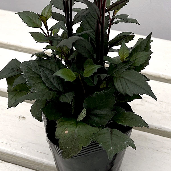 プチダリア（銅葉系）：フレディーストロベリー3-3.5号ポット